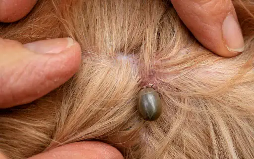 Engorged tick attached to a dog with the surrounding fur gently parted