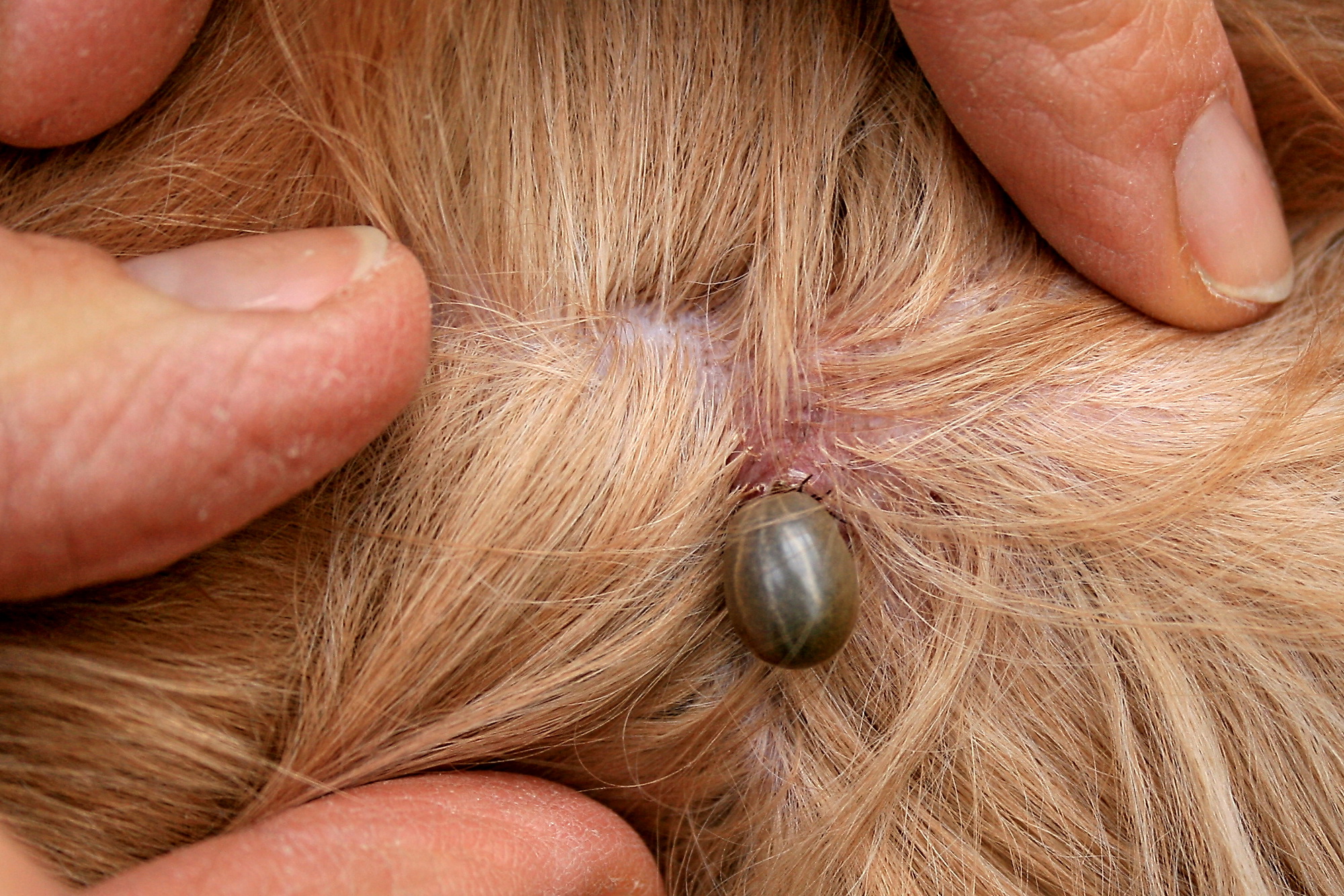 Engorged tick attached to a dog with the surrounding fur gently parted