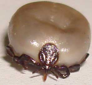 Close-up of an engorged tick off the dog, showing its swollen body and legs