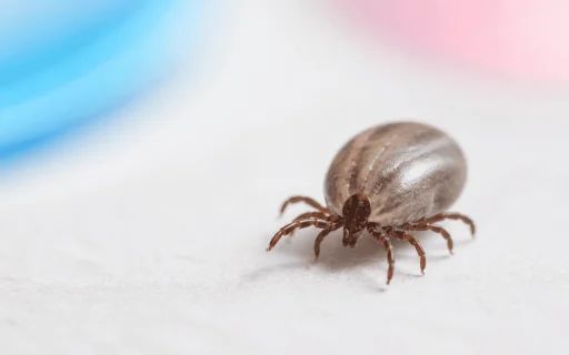 Tick identification chart macro tick photo