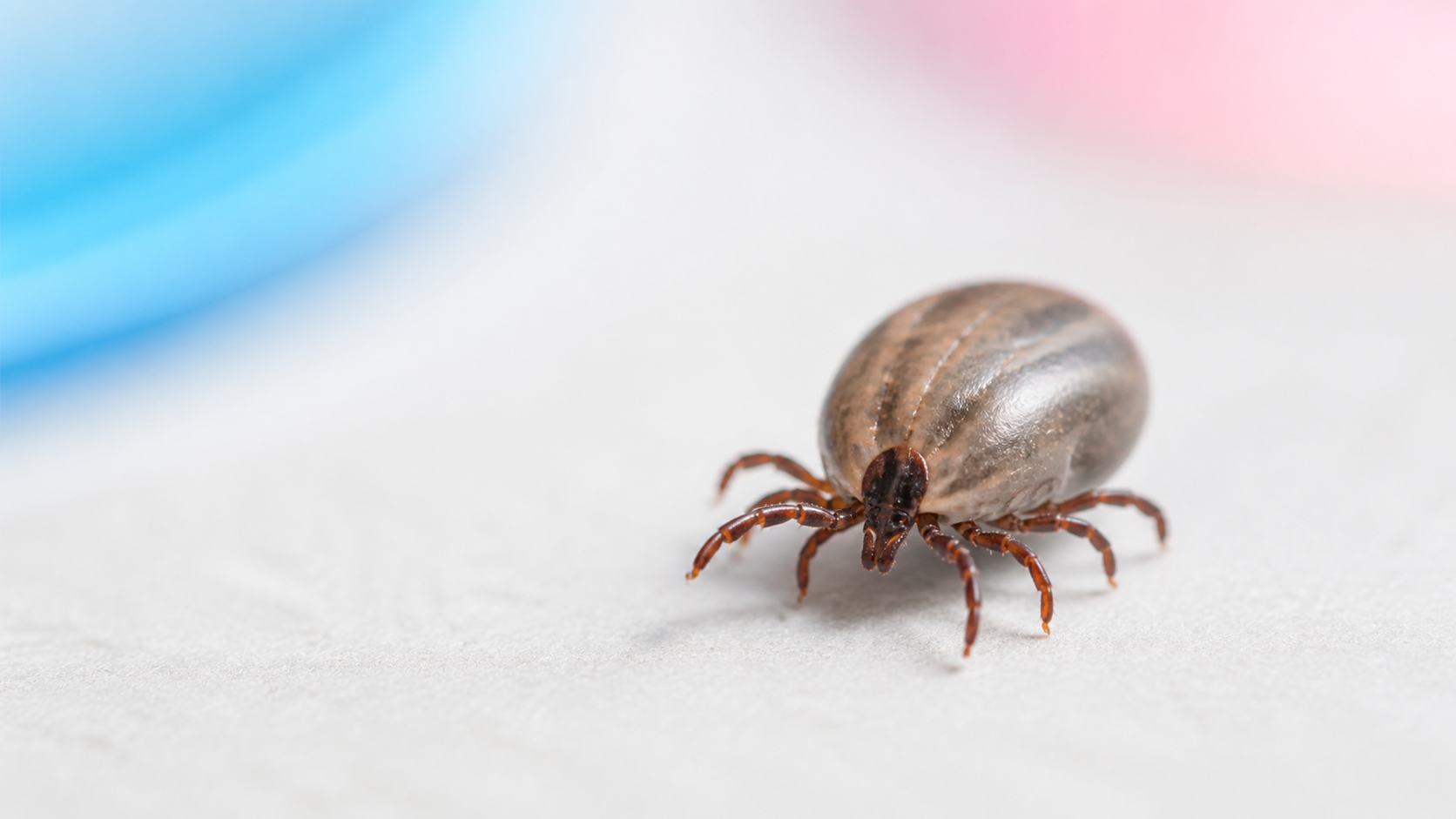 Tick identification chart macro tick photo